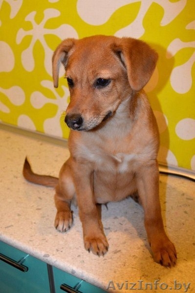 Озорная и еще совсем юная девочка Милена в дар! - Изображение #3, Объявление #1091141