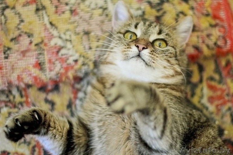 Ириска - молодая кошечка, похожая на британку в дар! - Изображение #5, Объявление #1091144