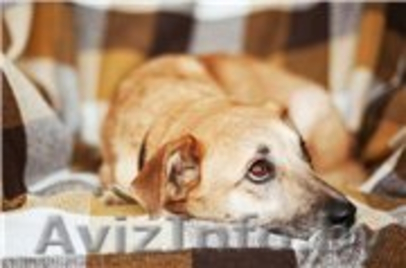 Трогательная Апельсинка ищет заботливого хозяина! - Изображение #5, Объявление #1098151