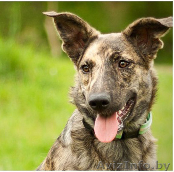 Тигровая красавица в дар - Изображение #1, Объявление #1103726