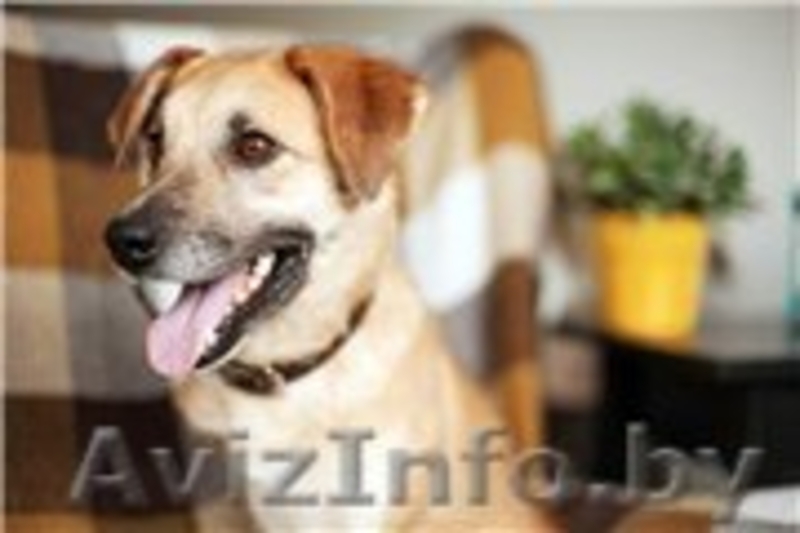 Трогательная Апельсинка ищет заботливого хозяина! - Изображение #3, Объявление #1098151