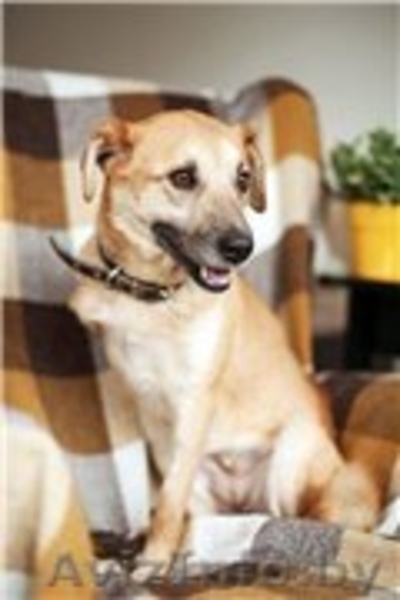 Трогательная Апельсинка ищет заботливого хозяина! - Изображение #4, Объявление #1098151