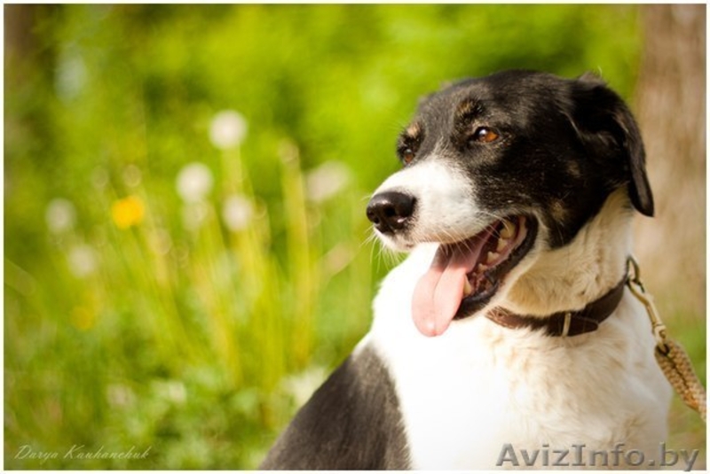 Кареглазая красотка В ДАР! - Изображение #2, Объявление #1103707