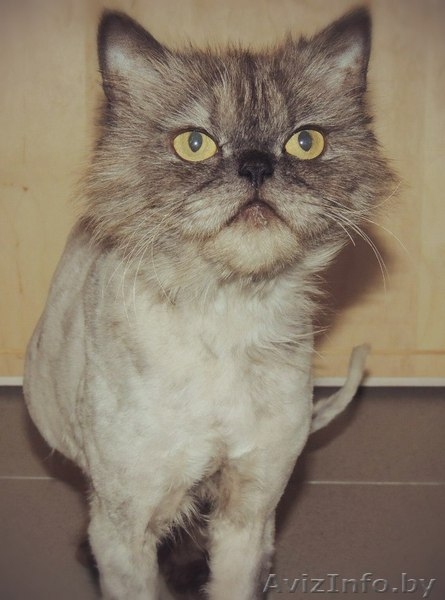 Персидский кот Бакс в добрые руки - Изображение #2, Объявление #1100106