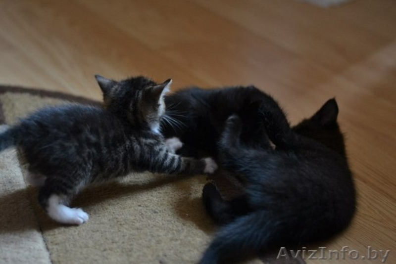 Котята в дар в добрые руки! - Изображение #1, Объявление #1102078