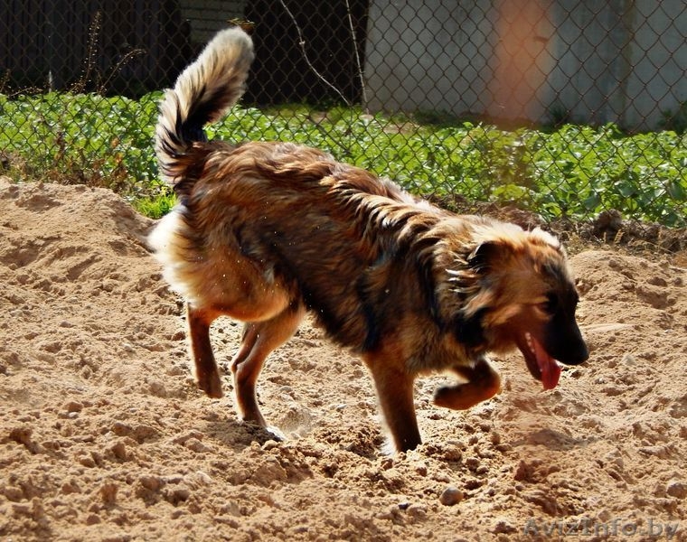 Метис шелти  дар - Изображение #1, Объявление #1105605