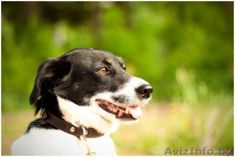 Кареглазая красотка В ДАР! - Изображение #5, Объявление #1103707