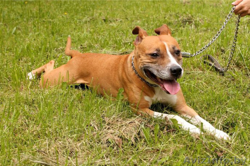 Ищет нового хозяина! - Изображение #4, Объявление #1110111