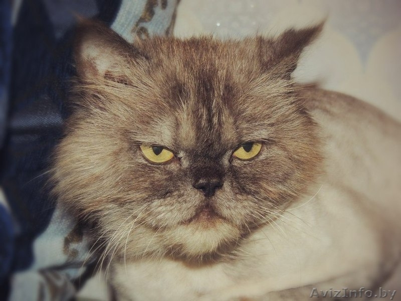 Персидский кот Бакс в добрые руки - Изображение #3, Объявление #1100106