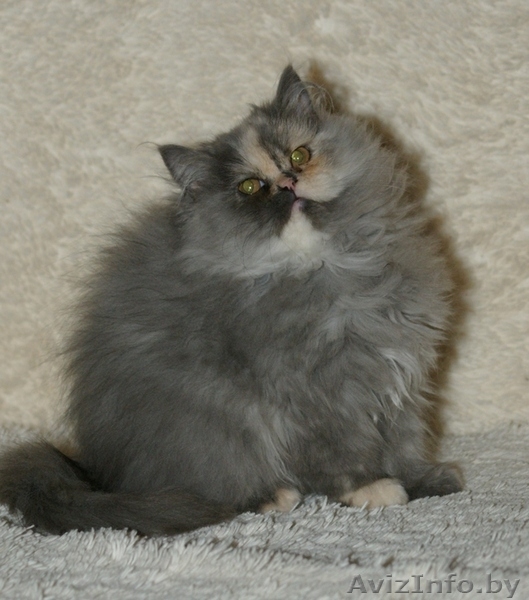 Персидская девочка - Изображение #2, Объявление #1105411