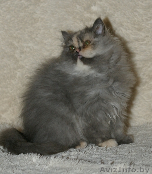 Персидская девочка - Изображение #3, Объявление #1105411