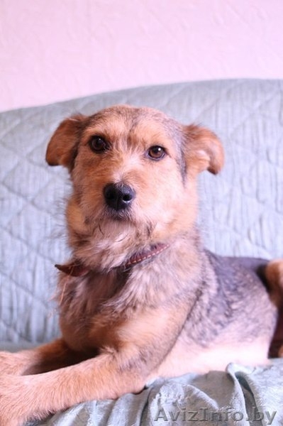 Алая - принцесса ищет семью! - Изображение #2, Объявление #1105589