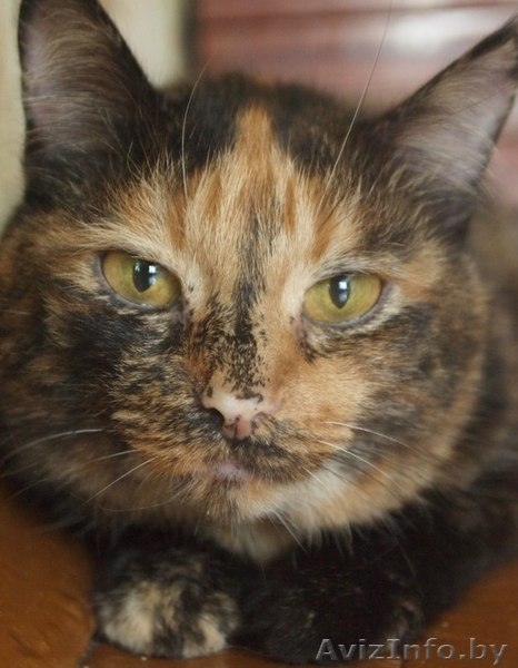 Зара - самостоятельная кошка интересного окраса в добрые руки - Изображение #2, Объявление #1100127