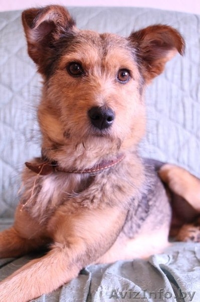 Алая - принцесса ищет семью! - Изображение #1, Объявление #1105589