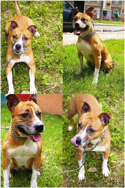 Прекрасная Шеда. Ищет того, кому нужен Друг. Настоящий. - Изображение #2, Объявление #1101585