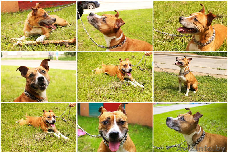 Прекрасная Шеда. Ищет того, кому нужен Друг. Настоящий. - Изображение #1, Объявление #1101585