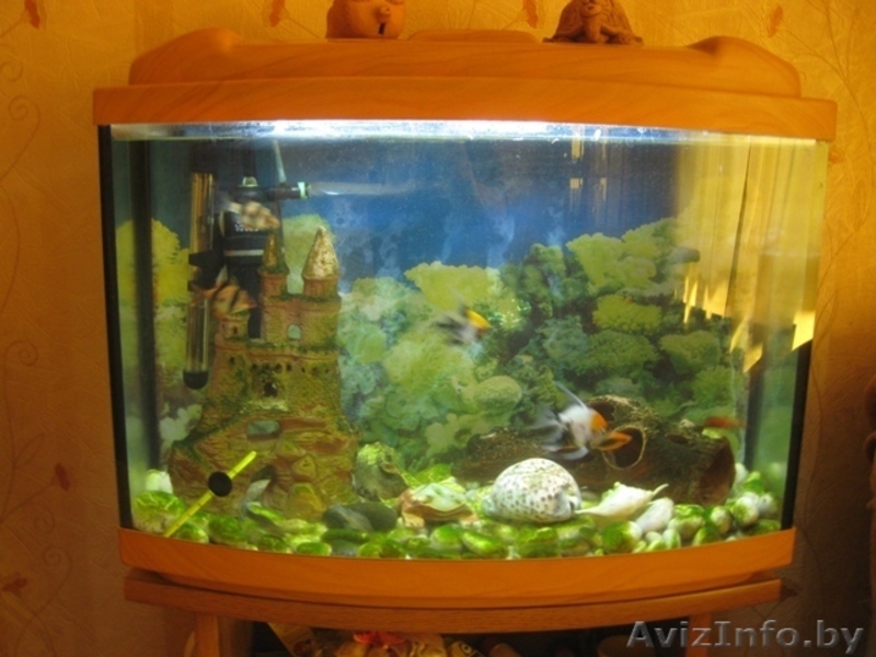 Аквариум (60л.) - Изображение #1, Объявление #1112062