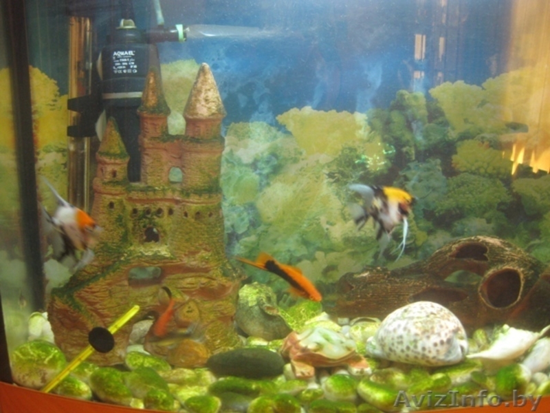 Аквариум (60л.) - Изображение #3, Объявление #1112062