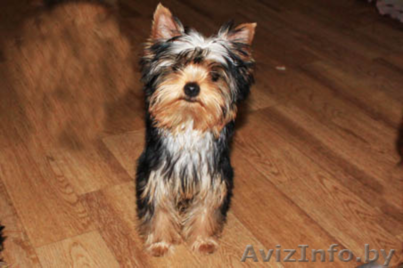 Йорширский терьер - Изображение #1, Объявление #1106016