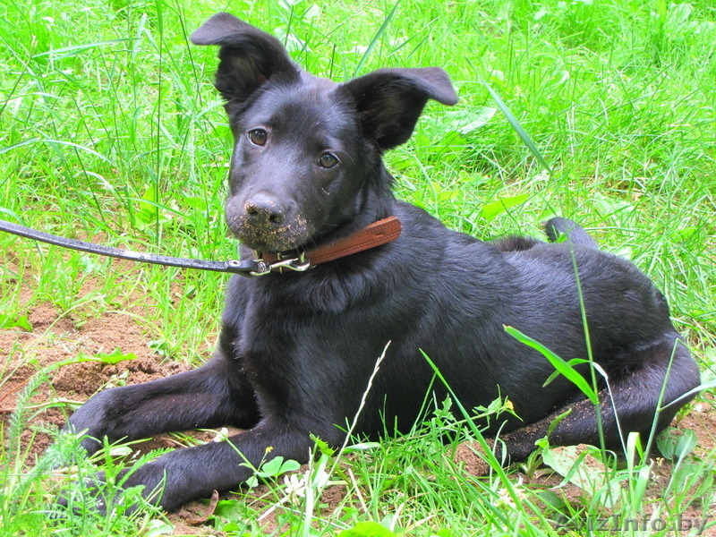 Найдочка ищет дом - Изображение #2, Объявление #1112173