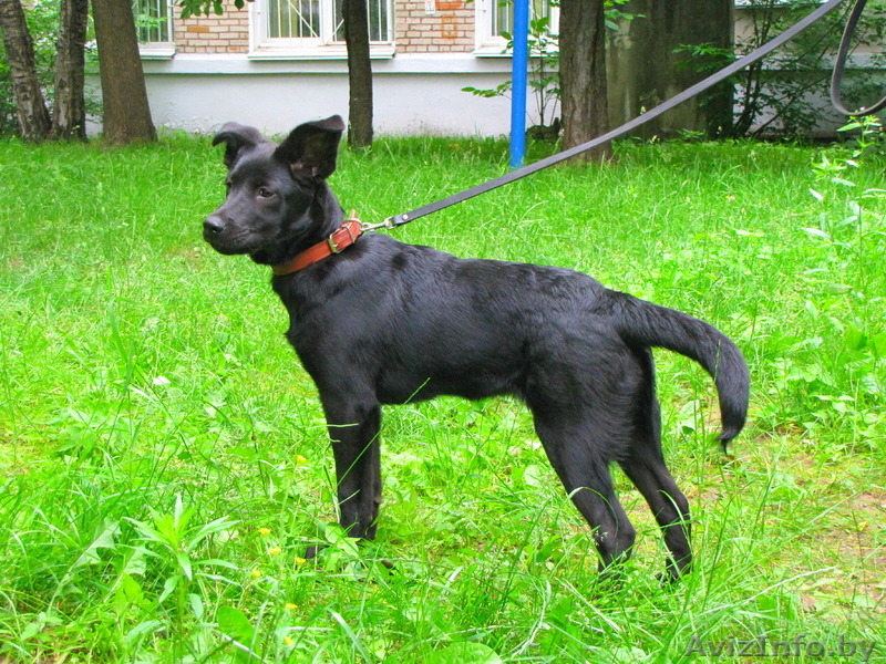 Найдочка ищет дом - Изображение #3, Объявление #1112173