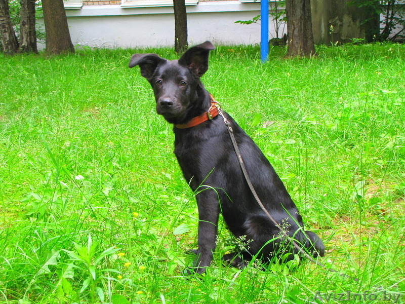 Найдочка ищет дом - Изображение #1, Объявление #1112173