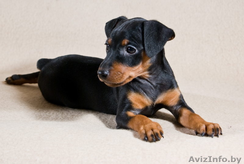 Цвергпинчер. Малыши от питомника "Лаки Шарм" (пинчер) - Изображение #3, Объявление #1106998