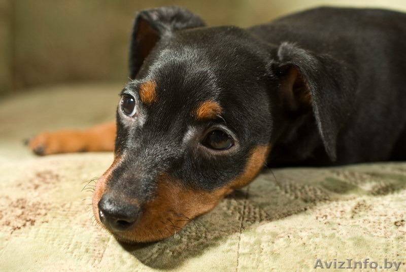Цвергпинчер. Малыши от питомника "Лаки Шарм" (пинчер) - Изображение #6, Объявление #1106998