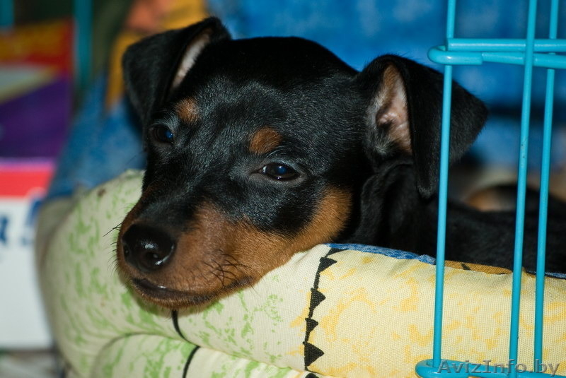 Цвергпинчер. Малыши от питомника "Лаки Шарм" (пинчер) - Изображение #8, Объявление #1106998