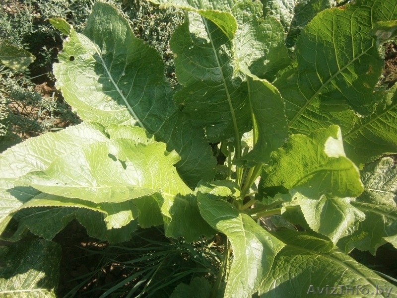 Продаю хрен обыкновенный оптом (лат. Armoracia rusticana) - Изображение #2, Объявление #1101465