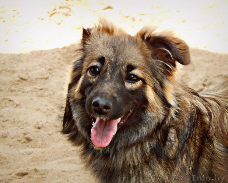 Метис шелти  дар - Изображение #2, Объявление #1105605