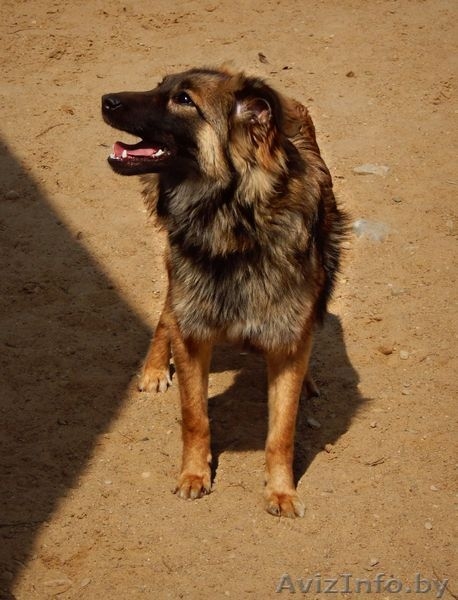 Метис шелти  дар - Изображение #3, Объявление #1105605