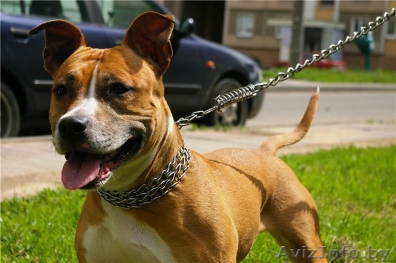 Ищет нового хозяина! - Изображение #2, Объявление #1110111