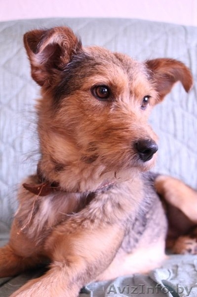 Алая - принцесса ищет семью! - Изображение #3, Объявление #1105589