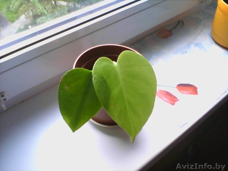 Монстера детки продаю - Изображение #4, Объявление #1096122