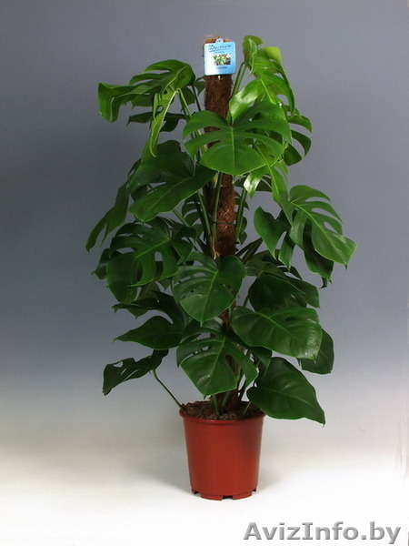 Монстера детки продаю - Изображение #5, Объявление #1096122