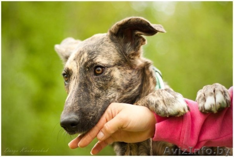 Тигровая красавица в дар - Изображение #2, Объявление #1103726