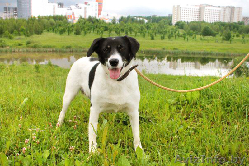 Кареглазая красотка В ДАР! - Изображение #4, Объявление #1103707