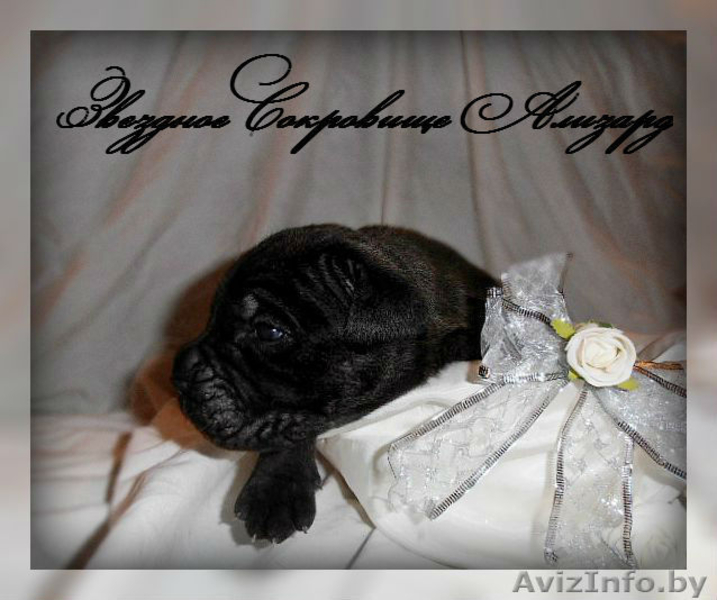 элитные щенки кане корсо - Изображение #3, Объявление #1106342