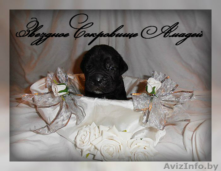 элитные щенки кане корсо - Изображение #2, Объявление #1106342