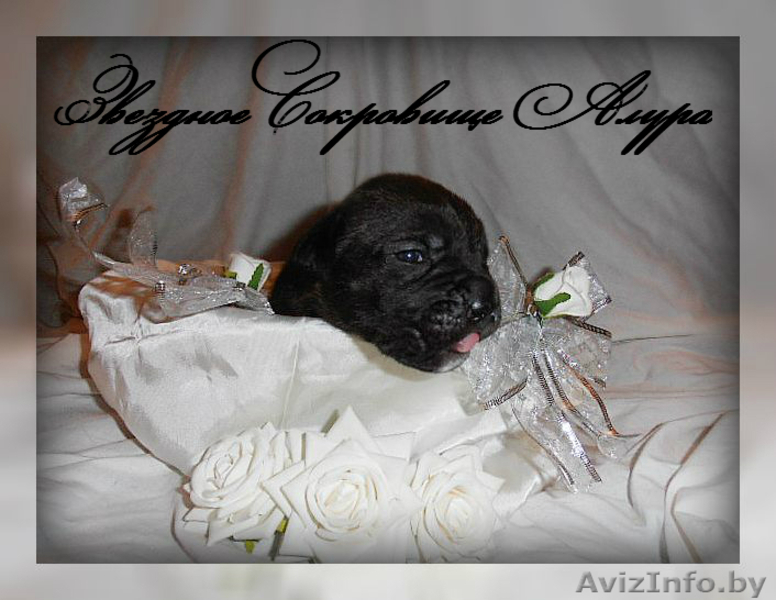 элитные щенки кане корсо - Изображение #5, Объявление #1106342