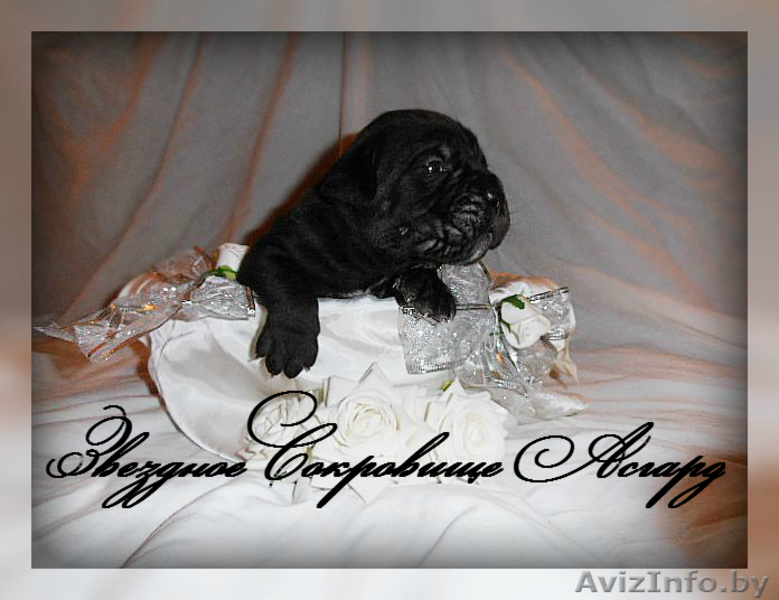 элитные щенки кане корсо - Изображение #1, Объявление #1106342