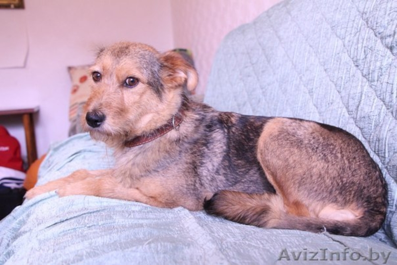 Алая - принцесса ищет семью! - Изображение #5, Объявление #1105589