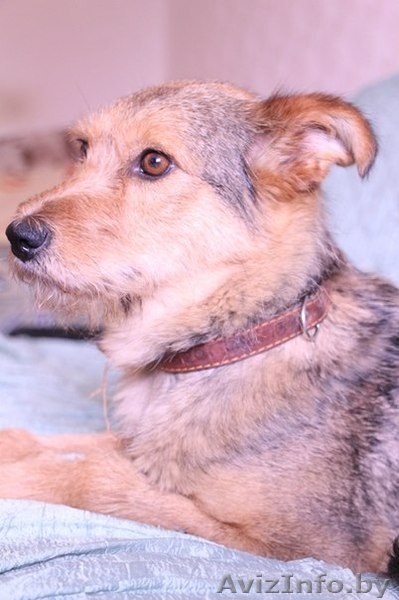 Алая - принцесса ищет семью! - Изображение #6, Объявление #1105589