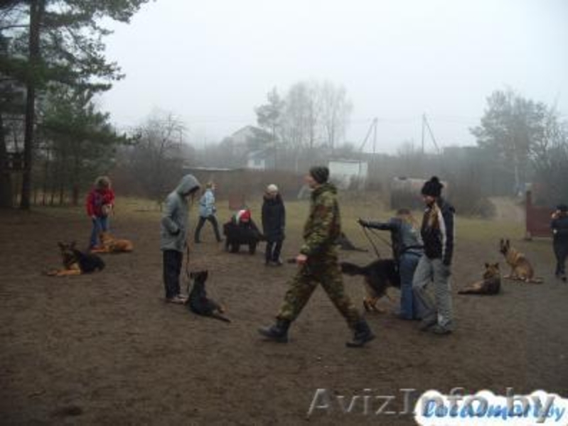 набор в группу Инструкторов-дрессировщиков служебно-спортивных собак  - Изображение #1, Объявление #1101725