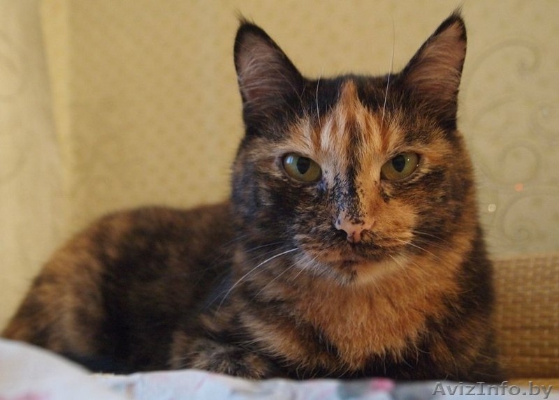 Зара - самостоятельная кошка интересного окраса в добрые руки - Изображение #1, Объявление #1100127