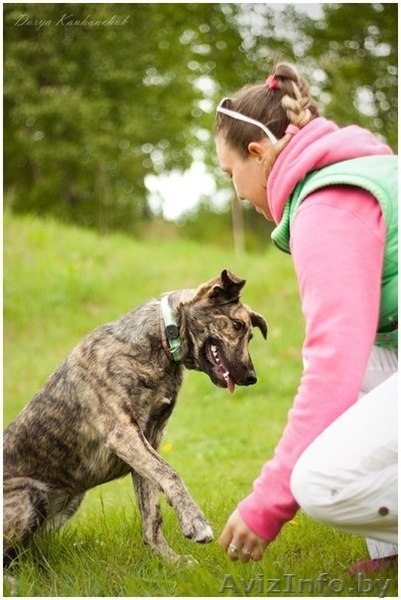 Тигровая красавица в дар - Изображение #3, Объявление #1103726