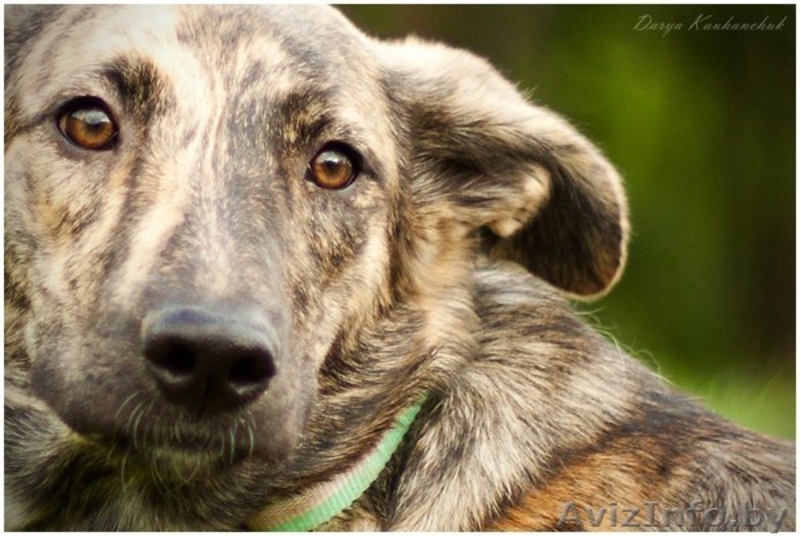 Тигровая красавица в дар - Изображение #4, Объявление #1103726