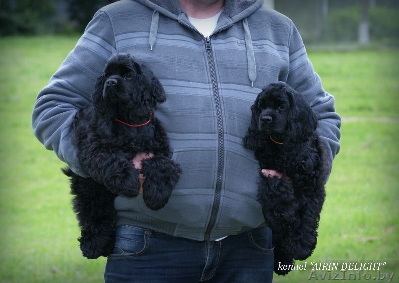 Чудо для детей- американский кокер - Изображение #5, Объявление #1074698