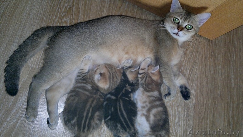 британсие котята редких окрасов - Изображение #8, Объявление #1124616